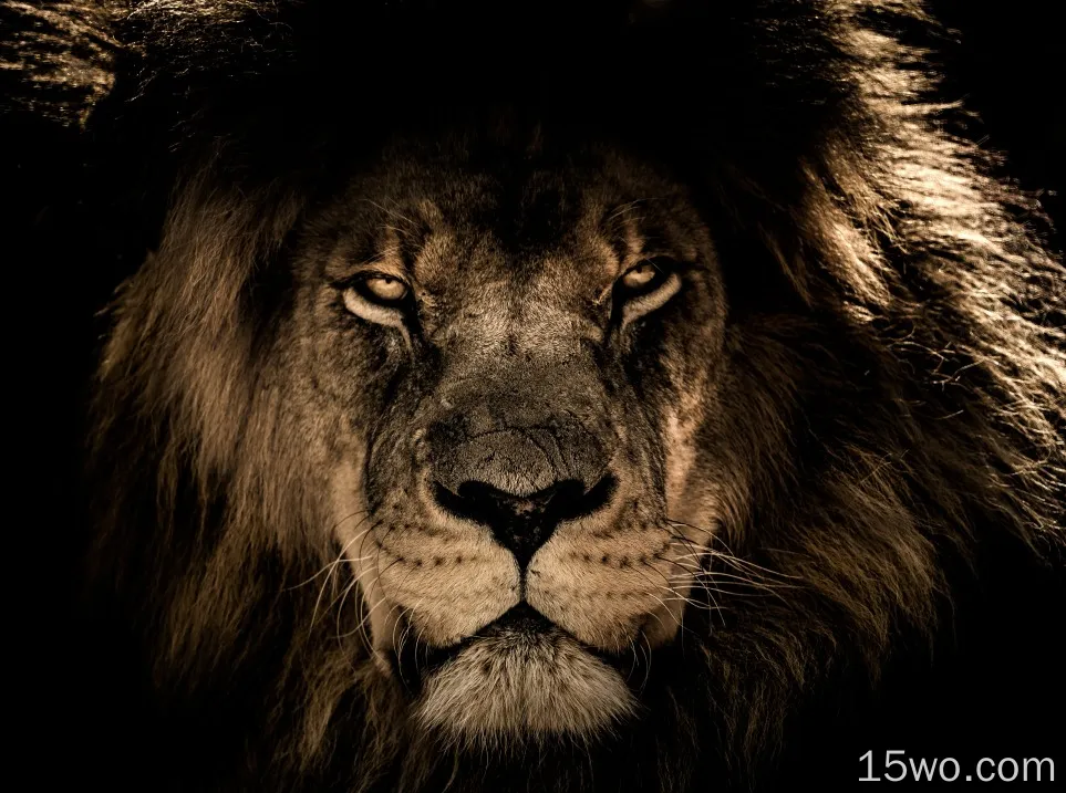 非洲狮子脸特写5k壁纸