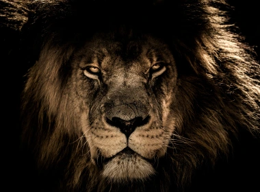非洲狮子脸特写5k壁纸 4862x3620