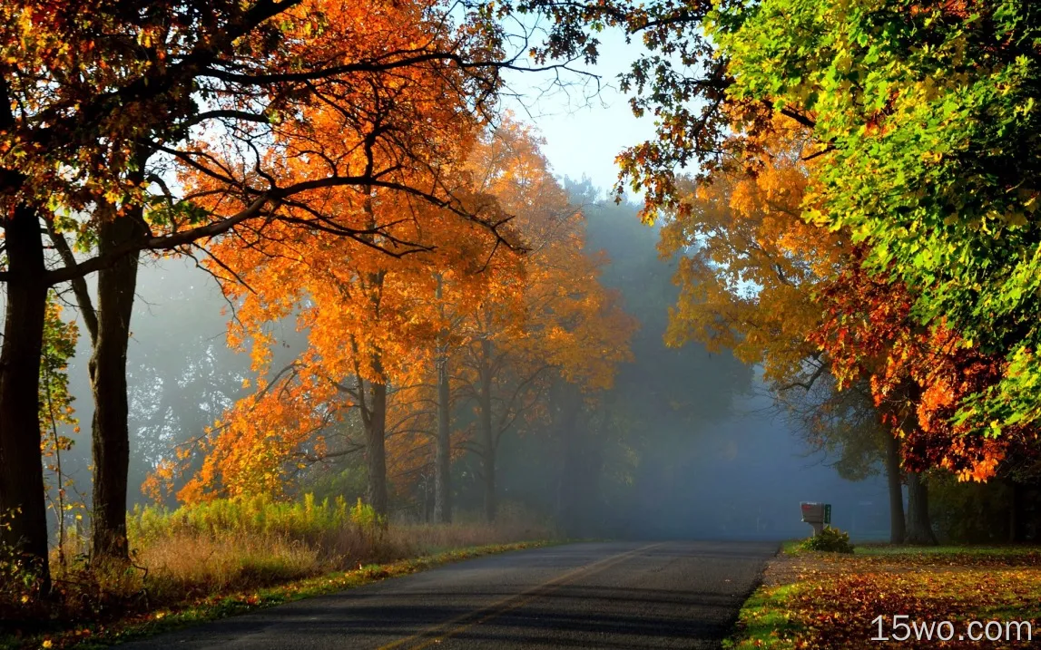 秋季，森林，树木，红叶，路