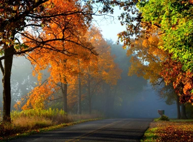 秋季，森林，树木，红叶，路 1920x1200