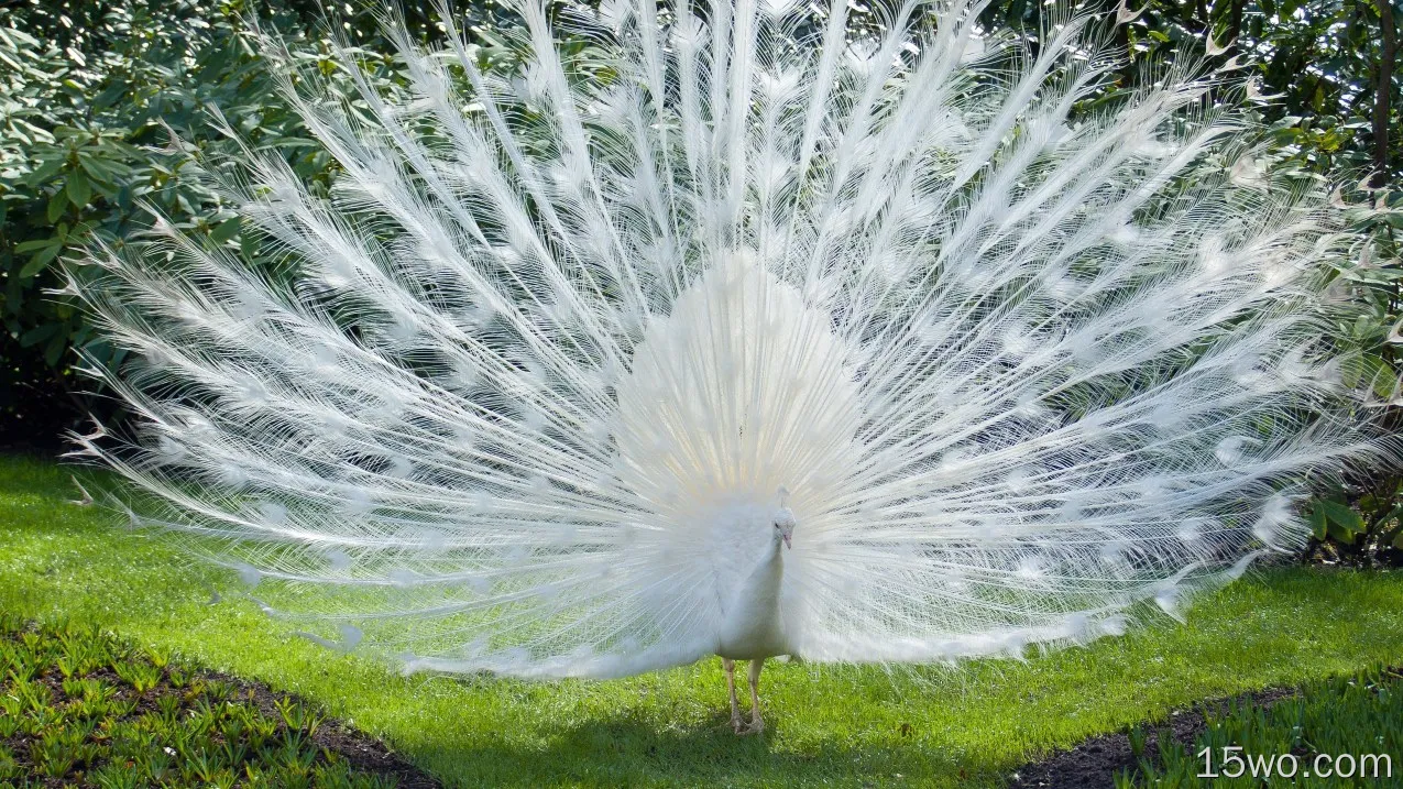 白孔雀，美丽的羽毛，草