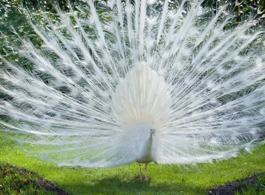 白孔雀，美丽的羽毛，草 3840x2160