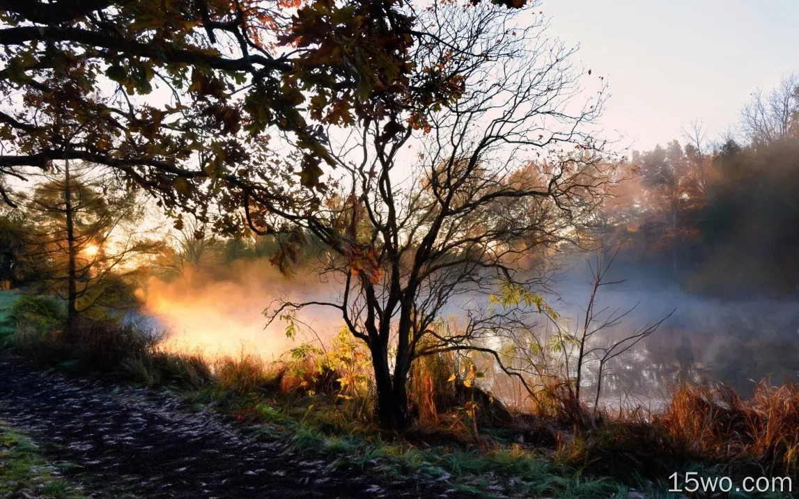 河，树，雾，早晨，秋天