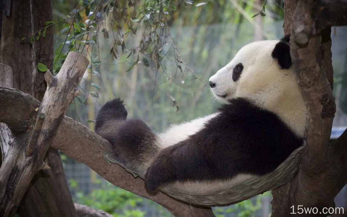 熊猫放松，休息，树