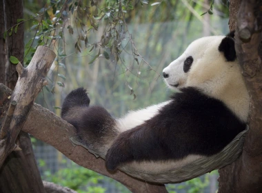 熊猫放松，休息，树 1920x1200