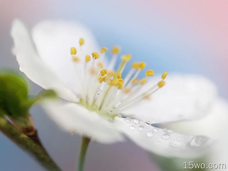 春天白色的花微距摄影，花瓣，露水
