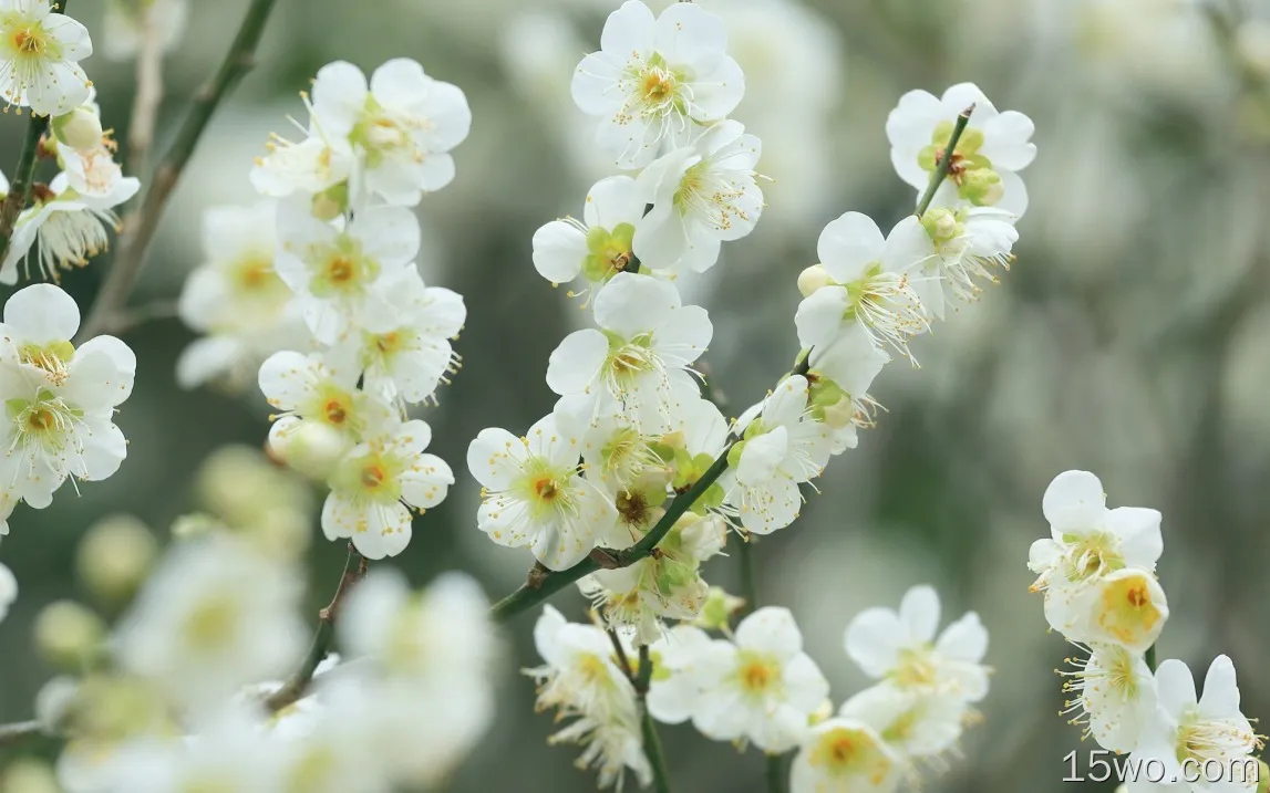 白樱桃花，开花，树枝，春天