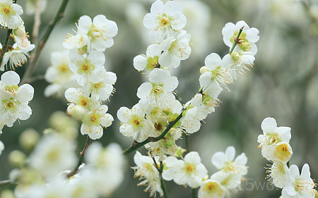 白樱桃花，开花，树枝，春天 1920x1200