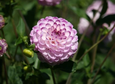 粉白色的花瓣大丽花，花园 2880x1800