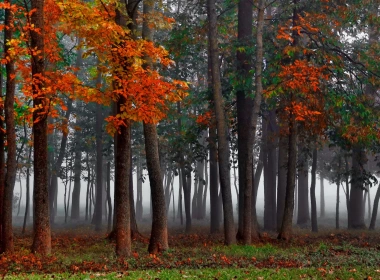 森林，雾，秋天，树 1920x1200
