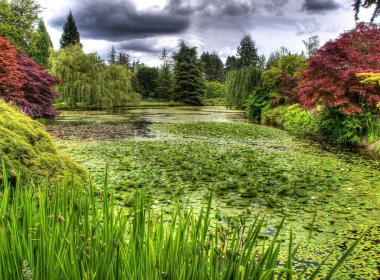沼泽，植物，草，树，绿色，池塘 2560x1600