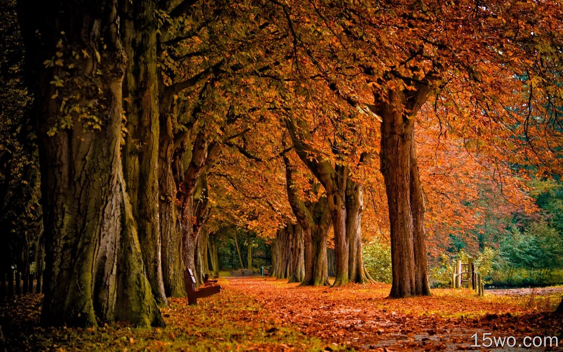 公园，树，红叶，长凳，秋天的景色