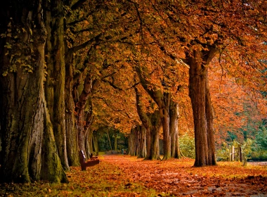 公园，树，红叶，长凳，秋天的景色 2560x1600