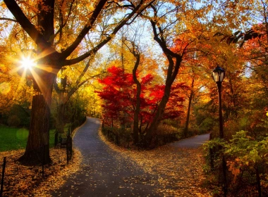 秋天的公园，树木，黄色的叶子，阳光，早上 1920x1200