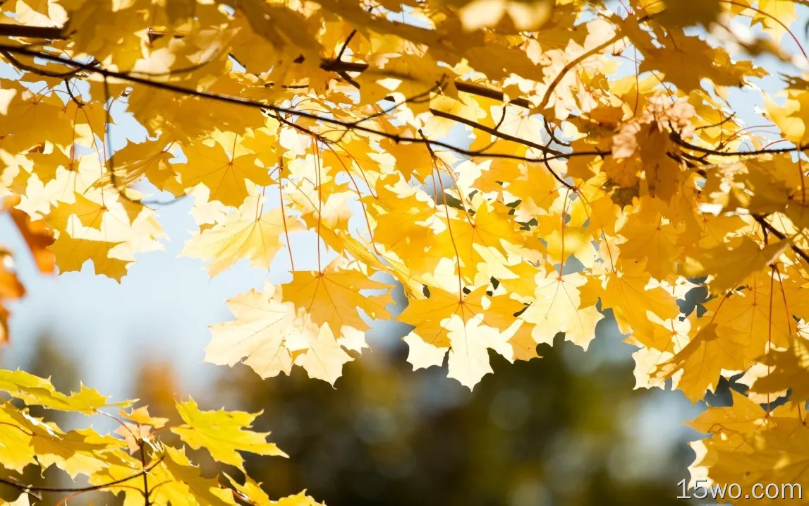 许多黄色的枫叶，树枝，金色的秋天