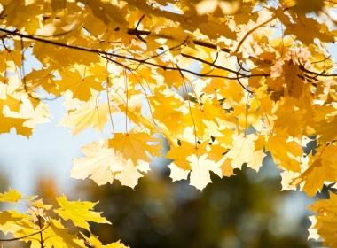 许多黄色的枫叶，树枝，金色的秋天 2560x1600