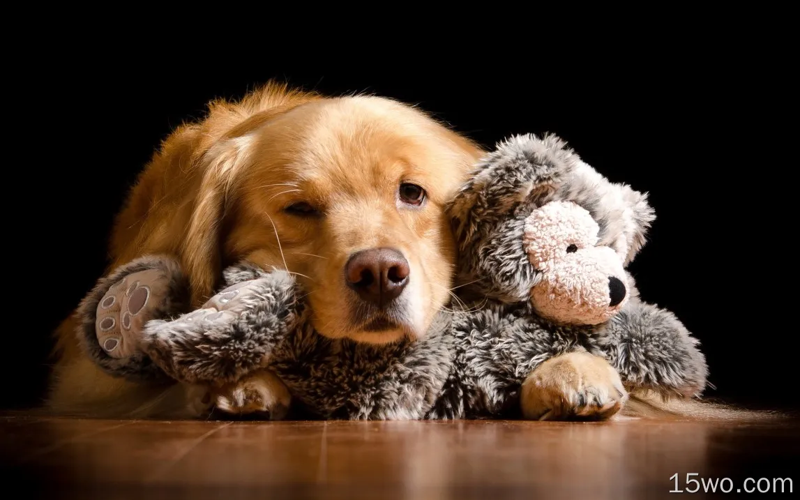 狗和玩具熊，黑背景