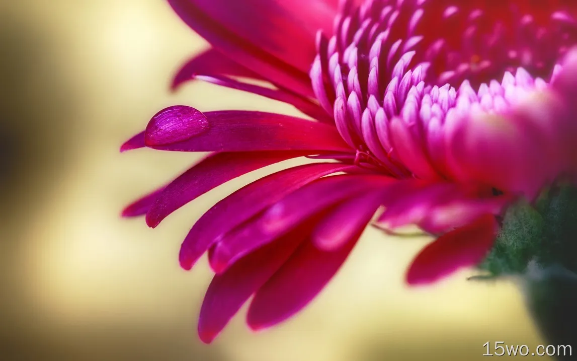 红菊花，花瓣微距摄影，水滴