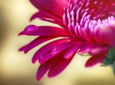 红菊花，花瓣微距摄影，水滴 1920x1200