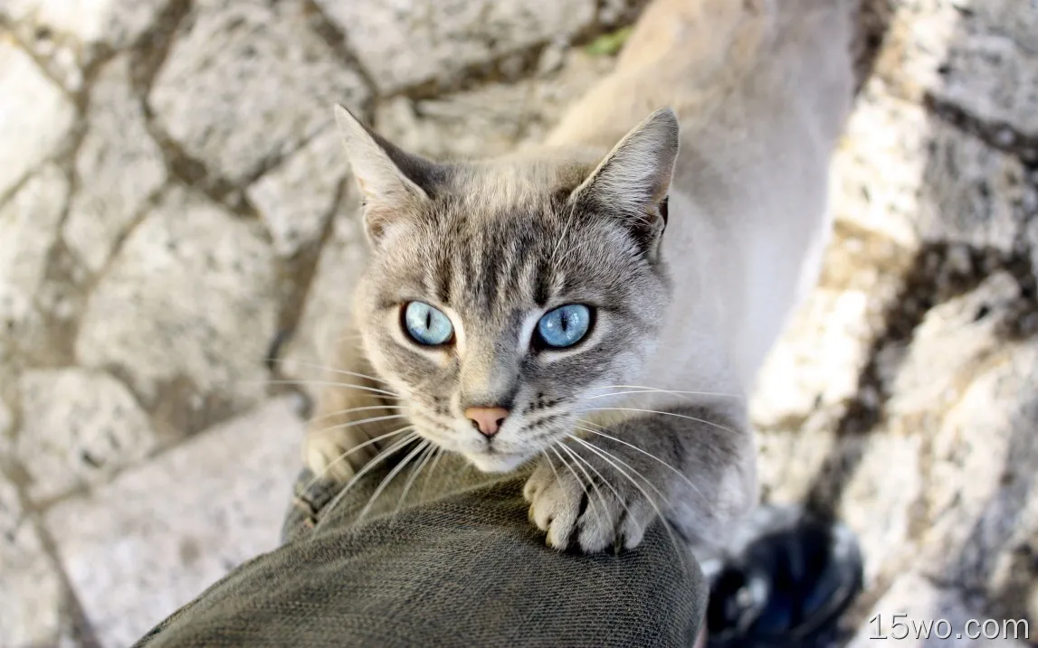 蓝眼睛的猫，双腿
