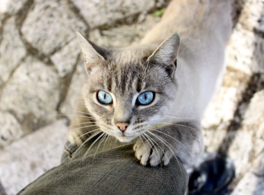 蓝眼睛的猫，双腿 2560x1600