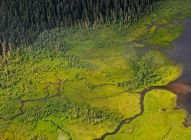 沼泽，河流，树木，绿色，顶视图 1920x1200