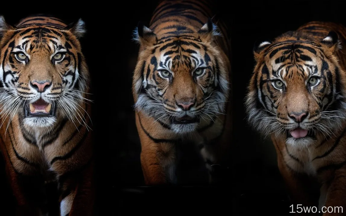 三只老虎，黑背景