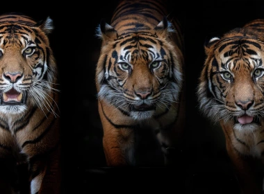 三只老虎，黑背景 1920x1200