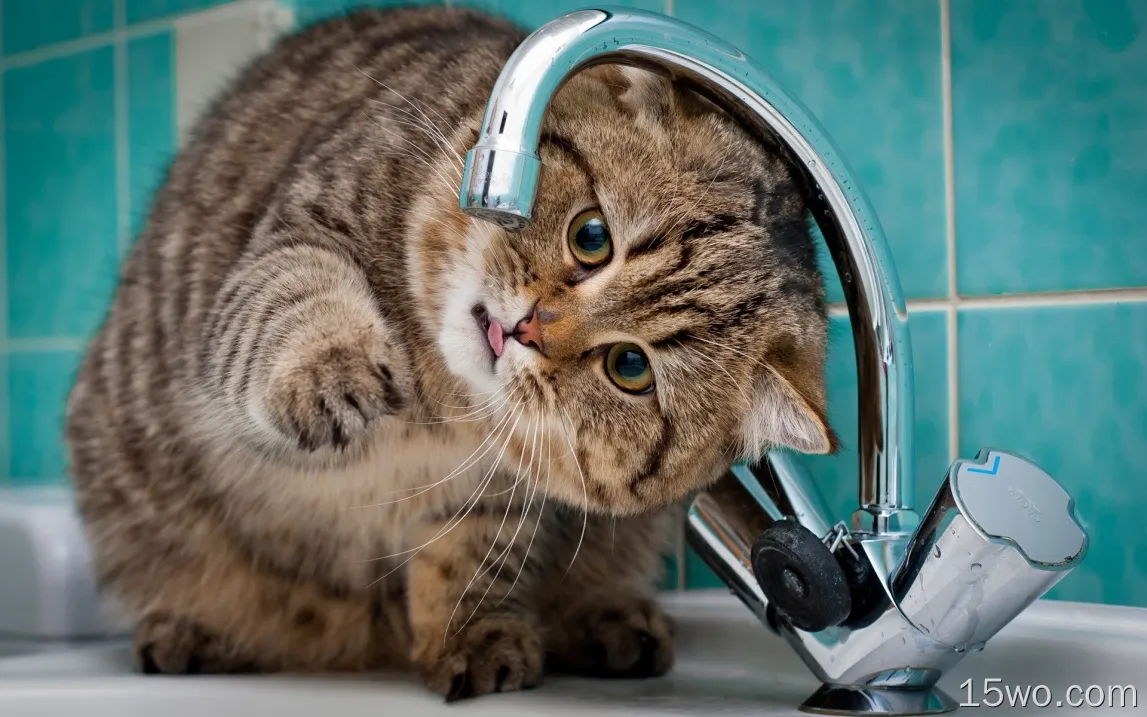 猫咪想喝水