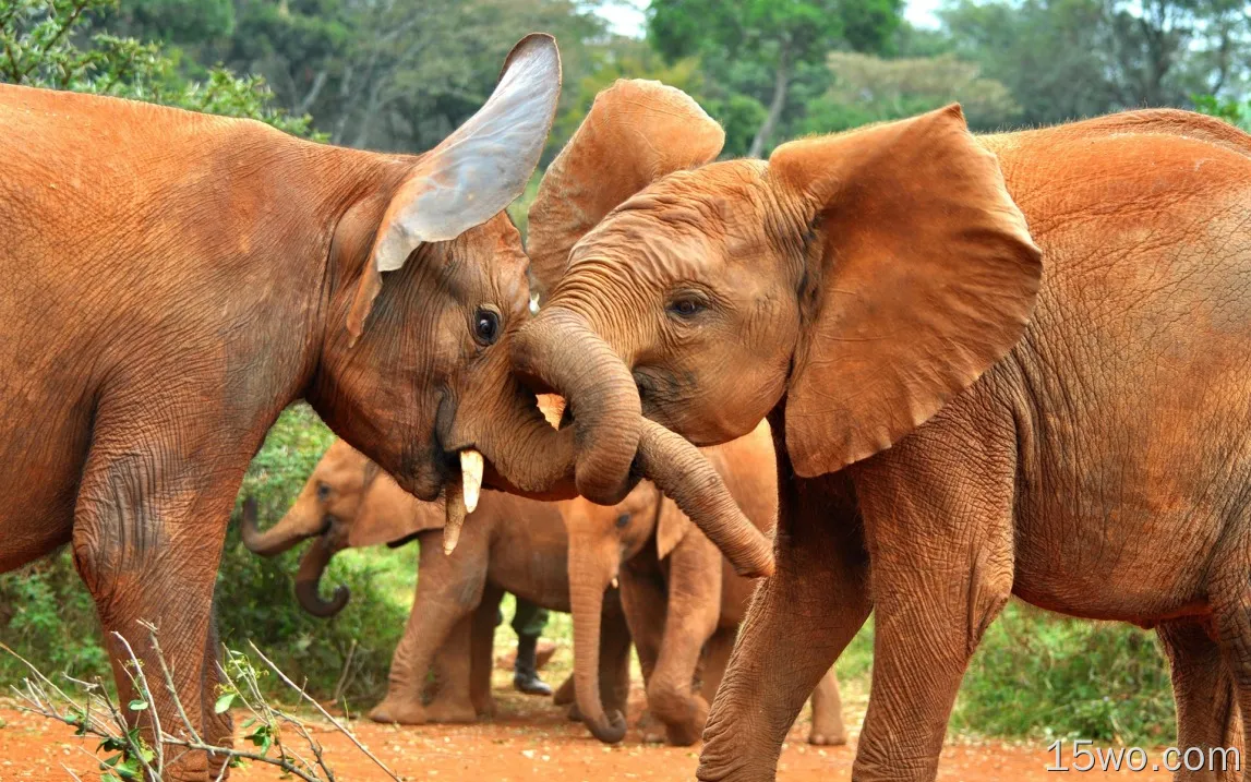 非洲动物，大象