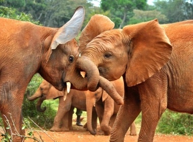 非洲动物，大象 1920x1200