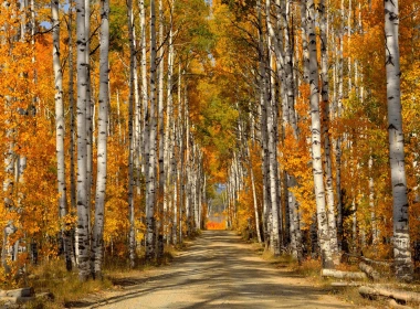 森林，树，白桦树叶，秋天，路 1920x1200