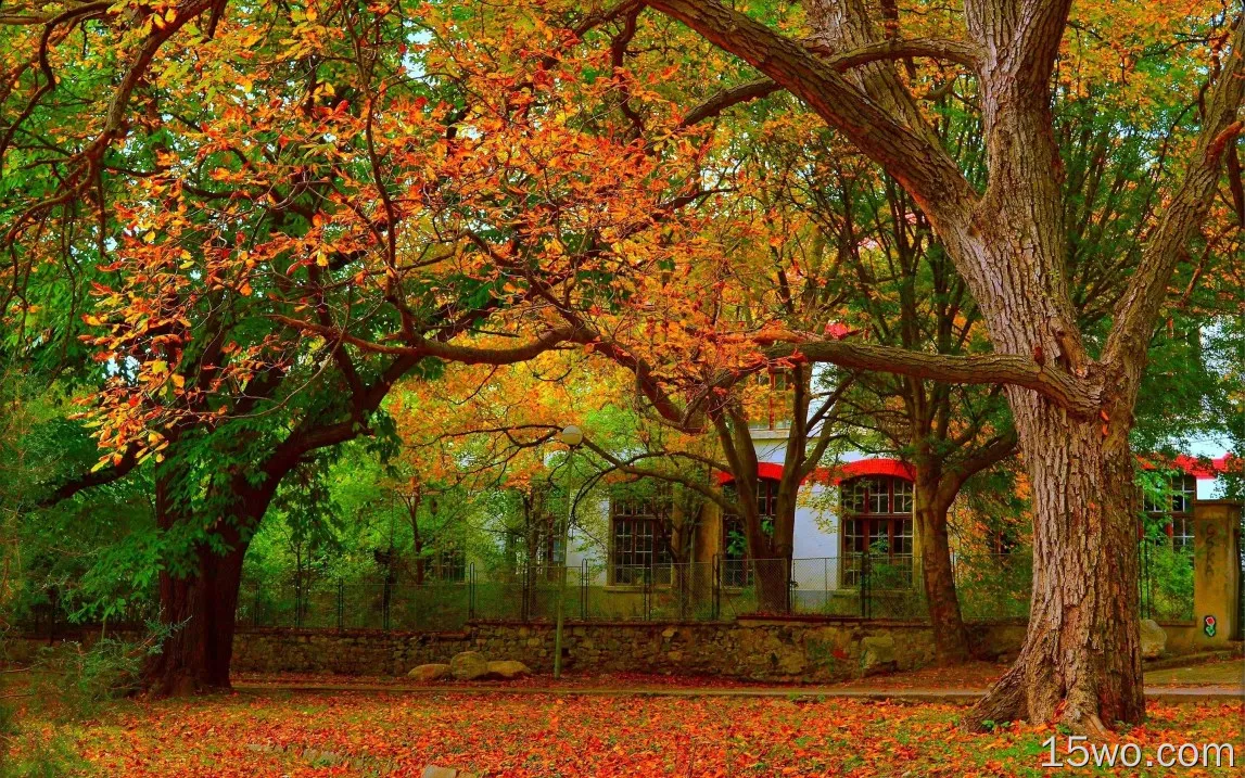 树木，树叶，秋天，房子