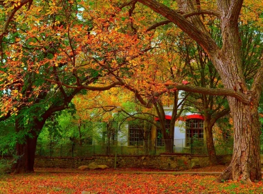 树木，树叶，秋天，房子 2880x1800