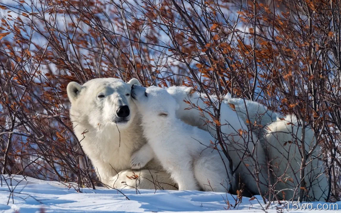 北极熊，家庭，雪，灌木丛