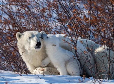 北极熊，家庭，雪，灌木丛 2560x1600