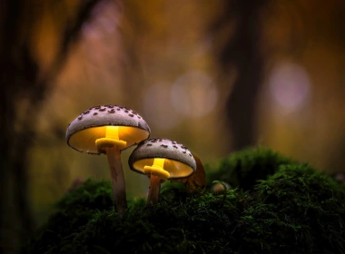 自然，蘑菇，草，森林 1920x1200