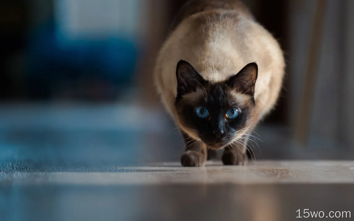 暹罗猫正面图，蓝眼睛