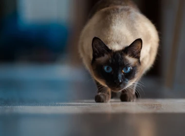 暹罗猫正面图，蓝眼睛 2880x1800