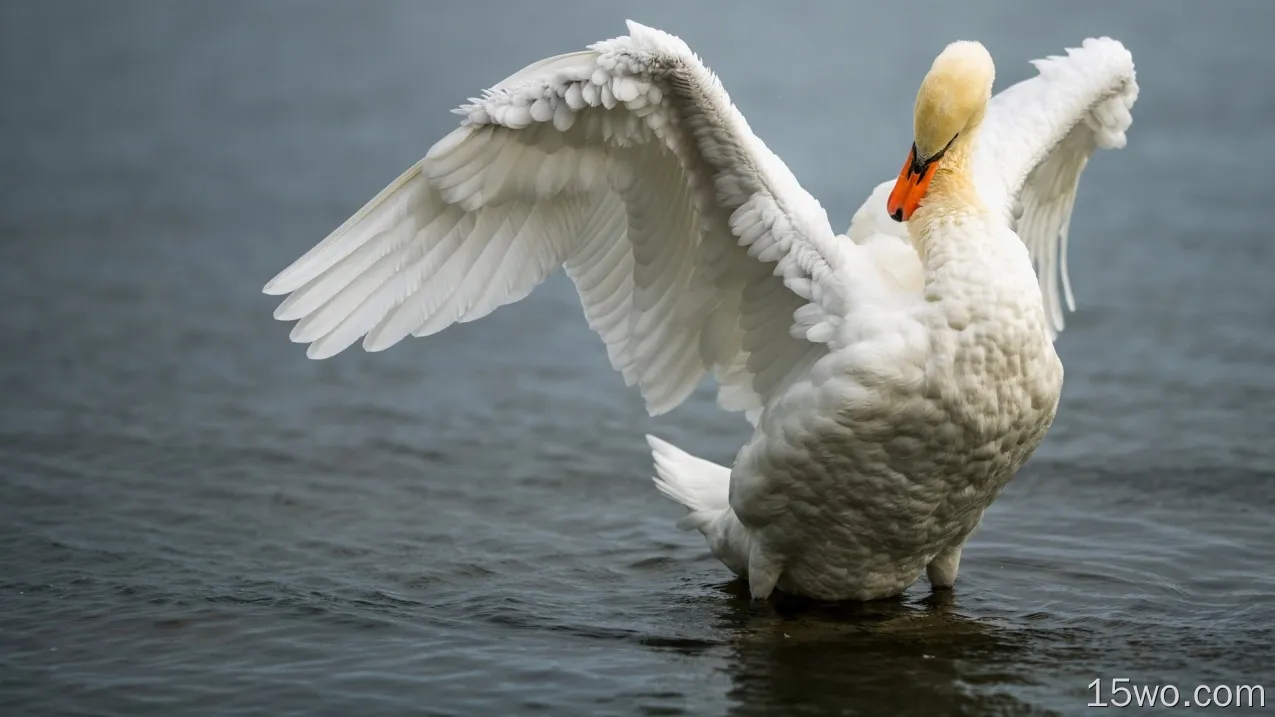 白天鹅站在水中，翅膀