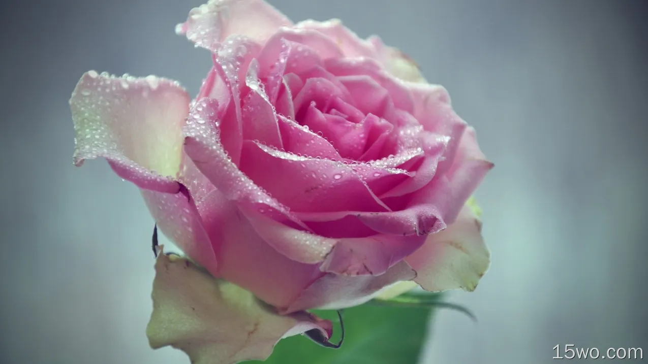 粉红色的玫瑰，花，水滴