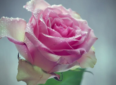 粉红色的玫瑰，花，水滴 2560x1440