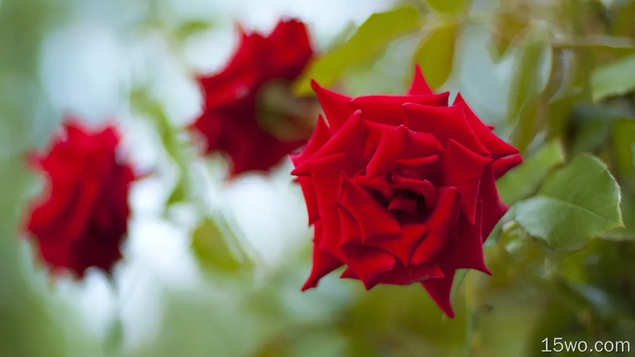 红玫瑰，朦胧的背景