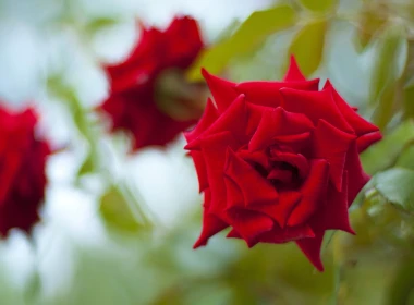 红玫瑰，朦胧的背景 3840x2160