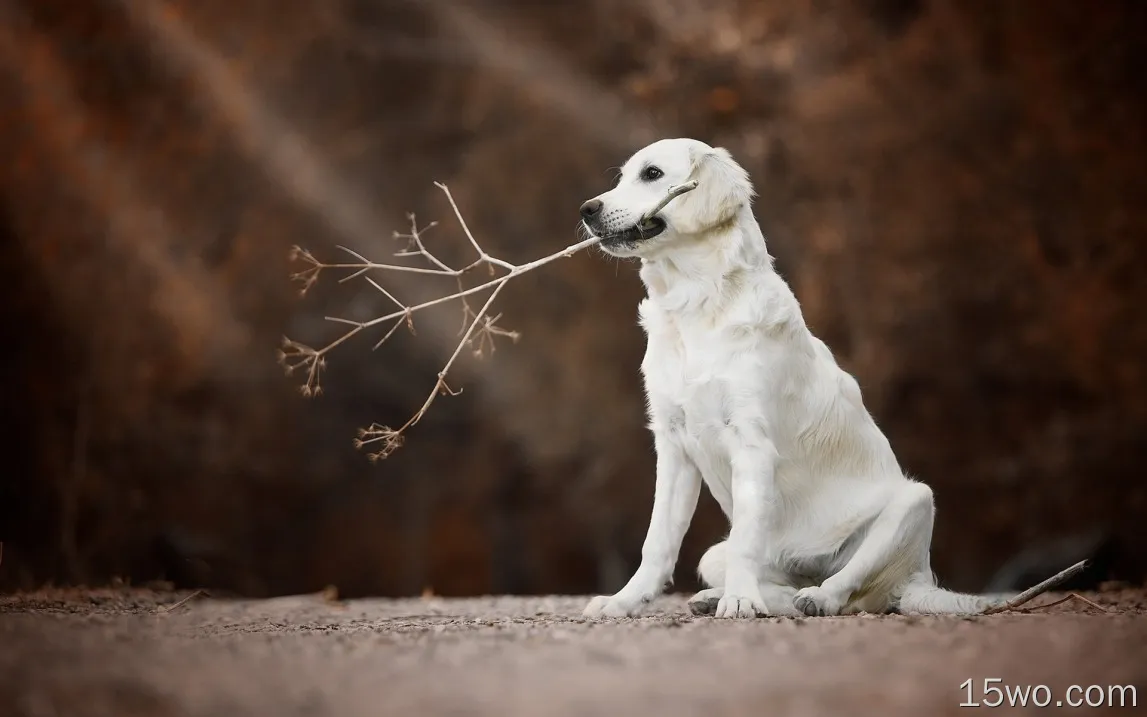 金毛猎犬，白色的狗，树枝