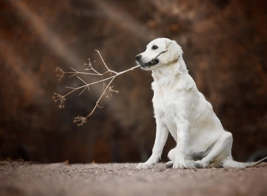金毛猎犬，白色的狗，树枝 1920x1200