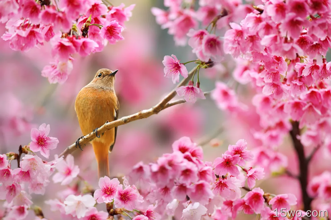 坐在樱花树上的鸟4k壁纸