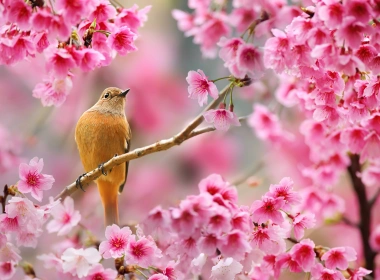 坐在樱花树上的鸟4k壁纸 3840x2559