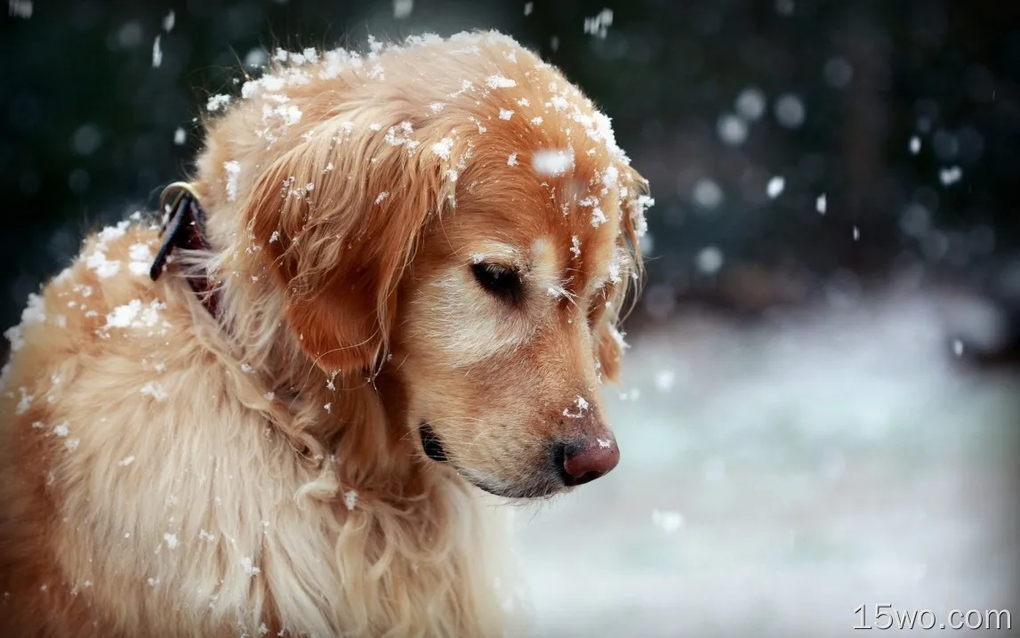 金毛寻回犬在冬天，可爱的小狗，雪
