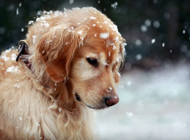 金毛寻回犬在冬天，可爱的小狗，雪 1920x1200